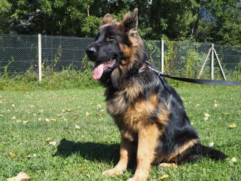sherkan, Berger Allemand