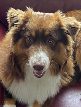 thao, Australian Shepherd