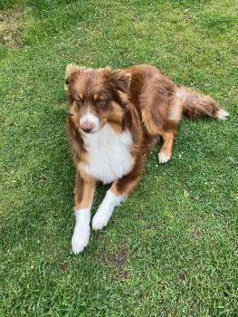 thao, Australian Shepherd
