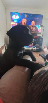 David, Cane Corso