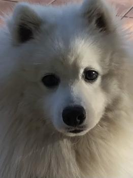Scouby, Spitz