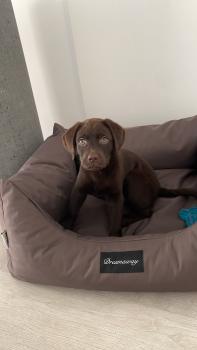 Tina, Labrador Retriever