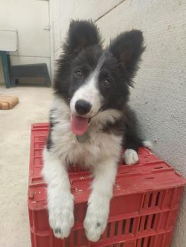 Una, Border Collie