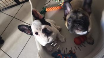 Pepa, Bulldog Francés