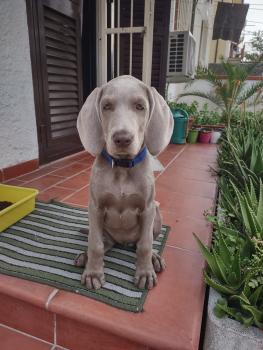 Gilda, Braco De Weimar (De Pelo Corto - Suave)