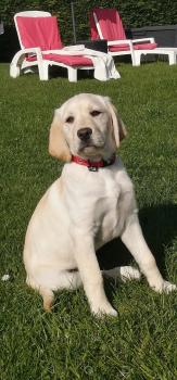 Tina, Labrador Retriever