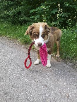 Taz, Australian Shepherd