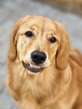 Zeus, Golden Retriever