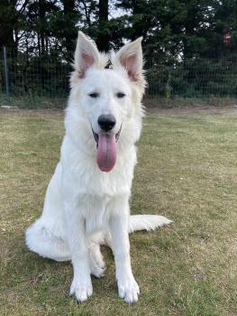 Sako, Pastor Blanco Suizo