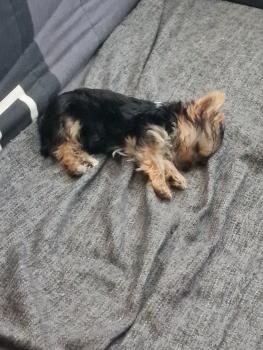 Tiana, Yorkshire Terrier