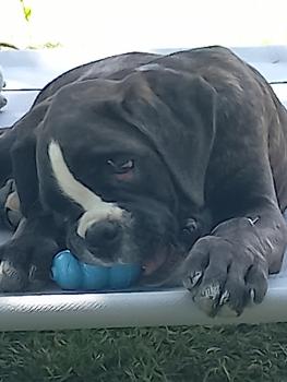 Thanos, Boxer