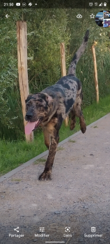 Zarco, Cane da pastore di beauce