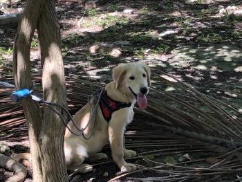 lana, Golden Retriever