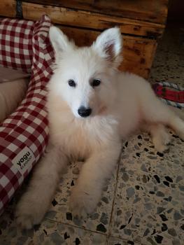 Keyla, Pastor Blanco Suizo