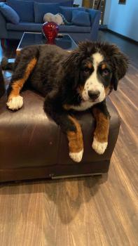 Pascuala, Bernese Cattle Dogs