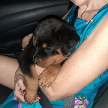 Zeus, Rottweiler