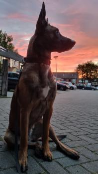 Jimmy, Berger Malinois