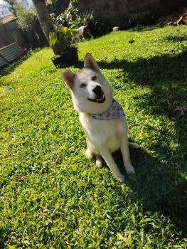 Maya, Husky Siberiano