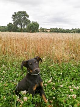 Tracker, Cane da pastore di beauce