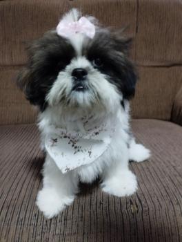 Belinha, Shih Tzu