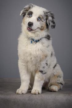 Tsuki, Australian Shepherd