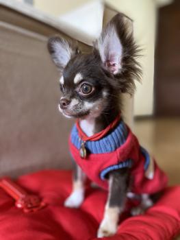 Tony, Chihuahua