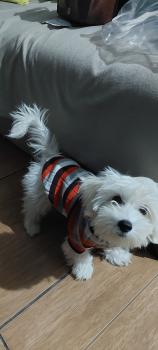 Theo, Maltese