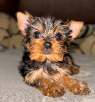 Nina Valentina, Yorkshire Terrier