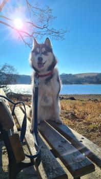 Siwa, Husky Siberien