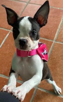 Vida, Boston Terrier