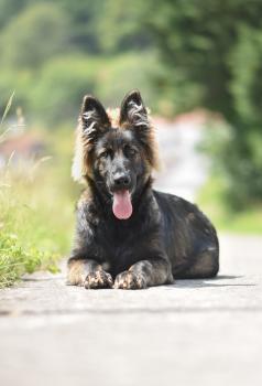 Yaska, German Shepherd Dog