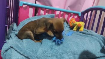 Luck, Pinscher (Alemán)