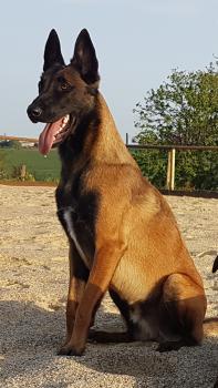 Rlemes, Pastor Belga Malinois