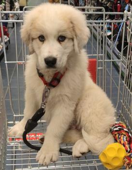 Bouba, Pyrenean Mountain Dog