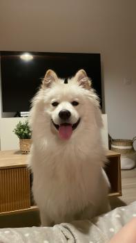 Paris, Samoyede