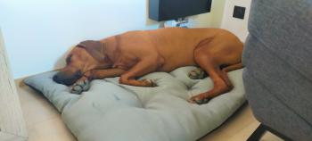 SILVER, Rhodesian Ridgeback