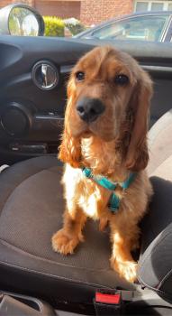Thalès, Cocker spaniel inglese
