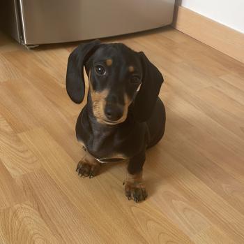 Fuet, Dachshund (Pelo Largo)