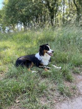 Sky, Australian Shepherd Dog