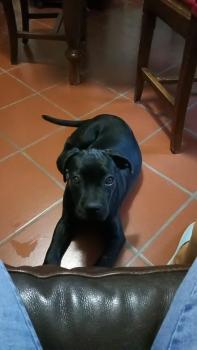 Nina, Cane Corso
