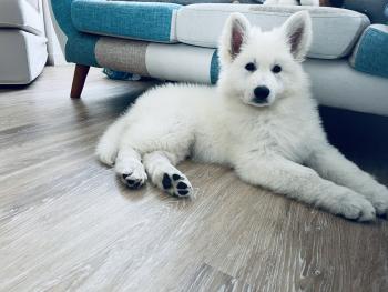 Tennessee, Berger Blanc Suisse