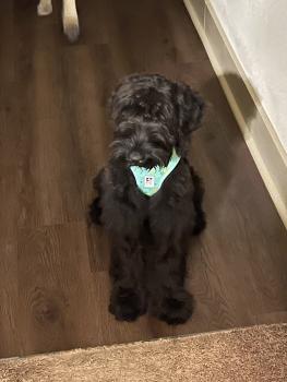 Valentina, Schnauzer gigante