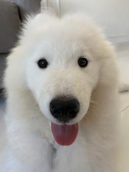 Nala, Samoyedo