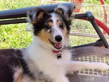 Timothee, Cane da pastore scozzese Shetland
