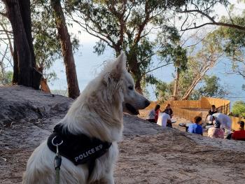 ICE, Weißer Schweizer Schäferhund