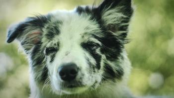 Balu, Border Collie