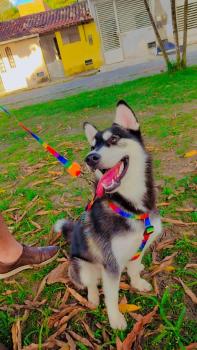 Luna, Husky Siberiano