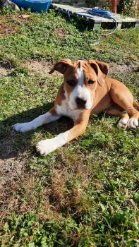 Tyrion, American staffordshire terrier