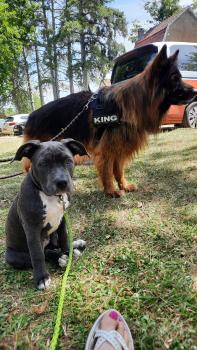 Tokyo, American staffordshire terrier