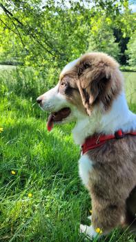 Thémis, Australian Shepherd